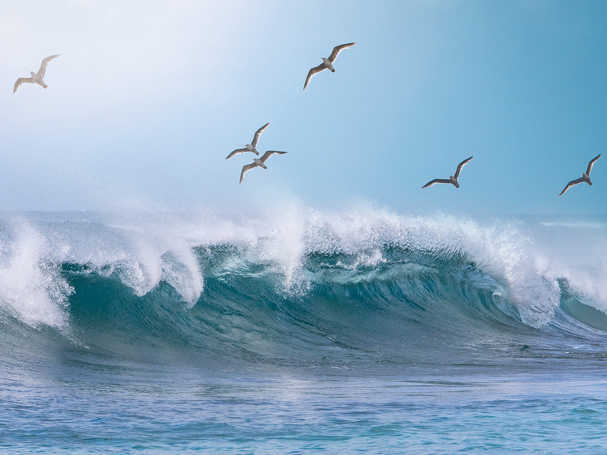 Waves and Birds