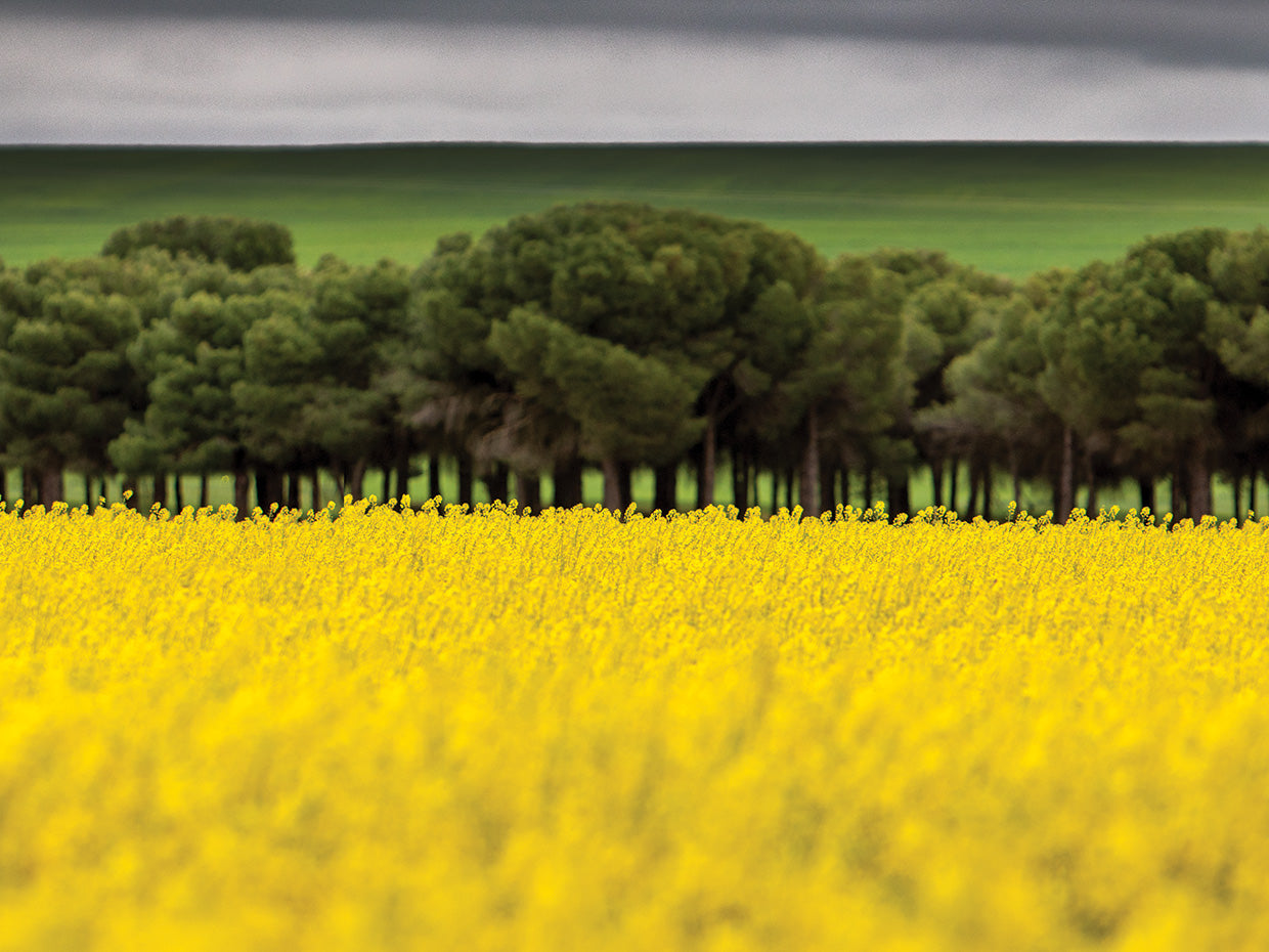 Saturated Colored Landscape