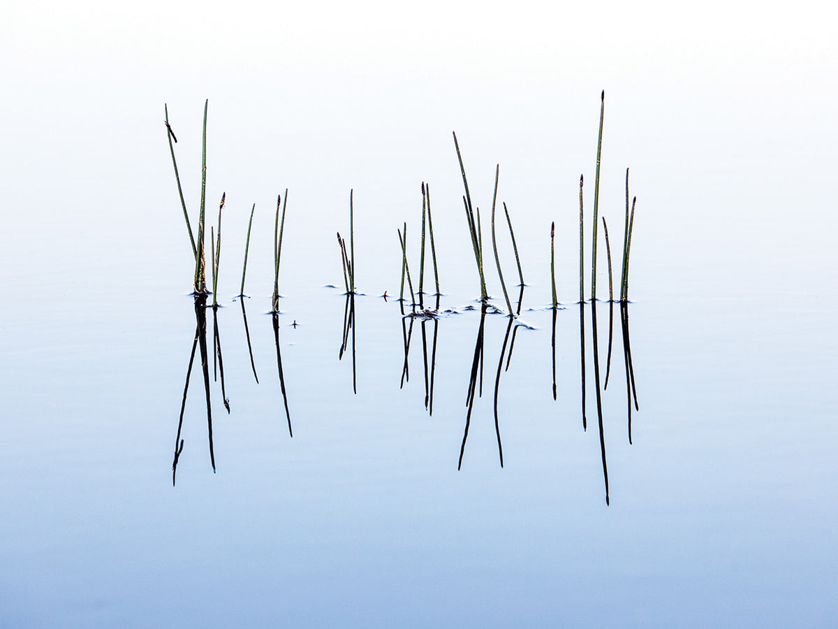 Relaxing Waters and Reeds