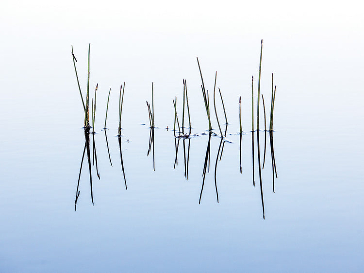 Relaxing Waters and Reeds