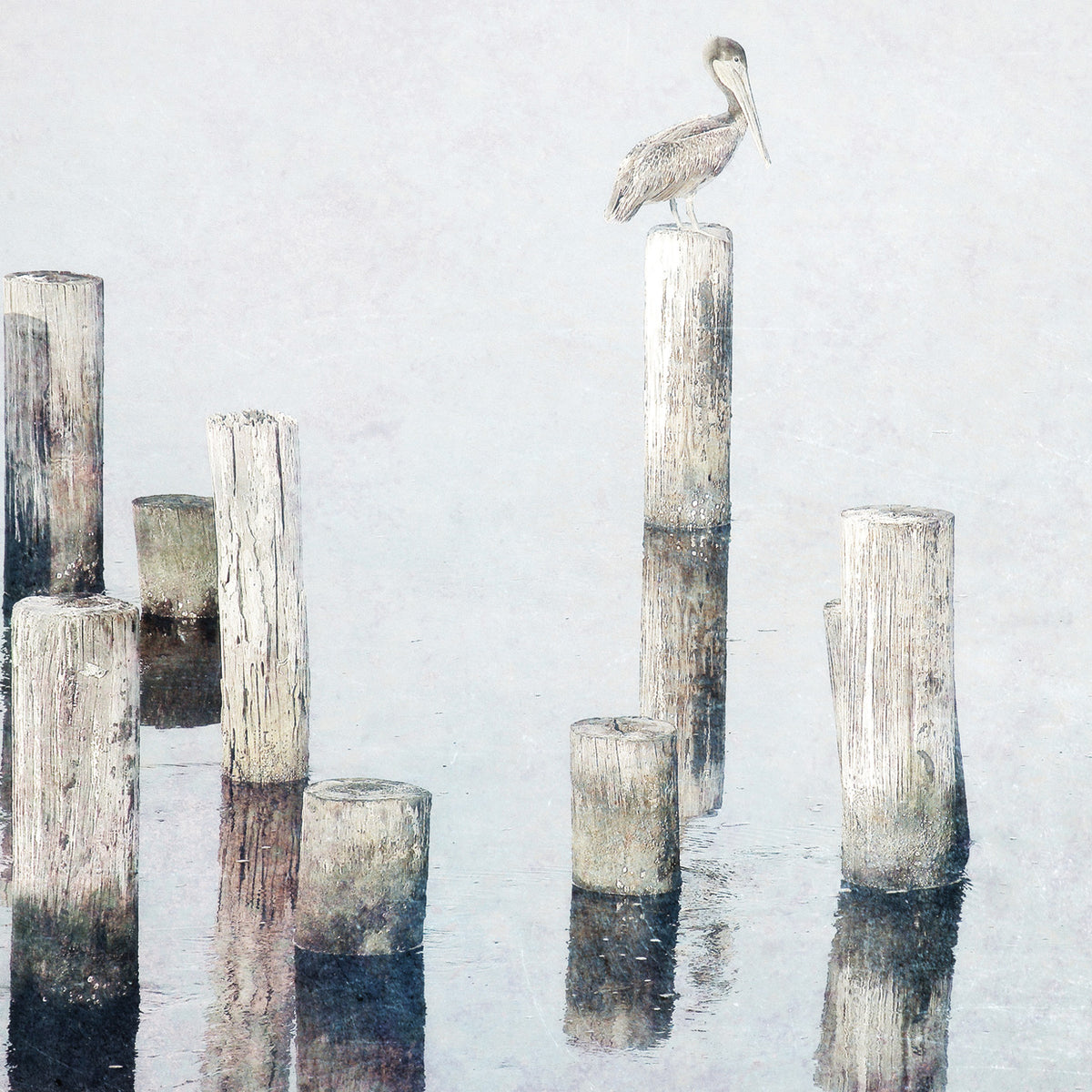 Perched Pelican