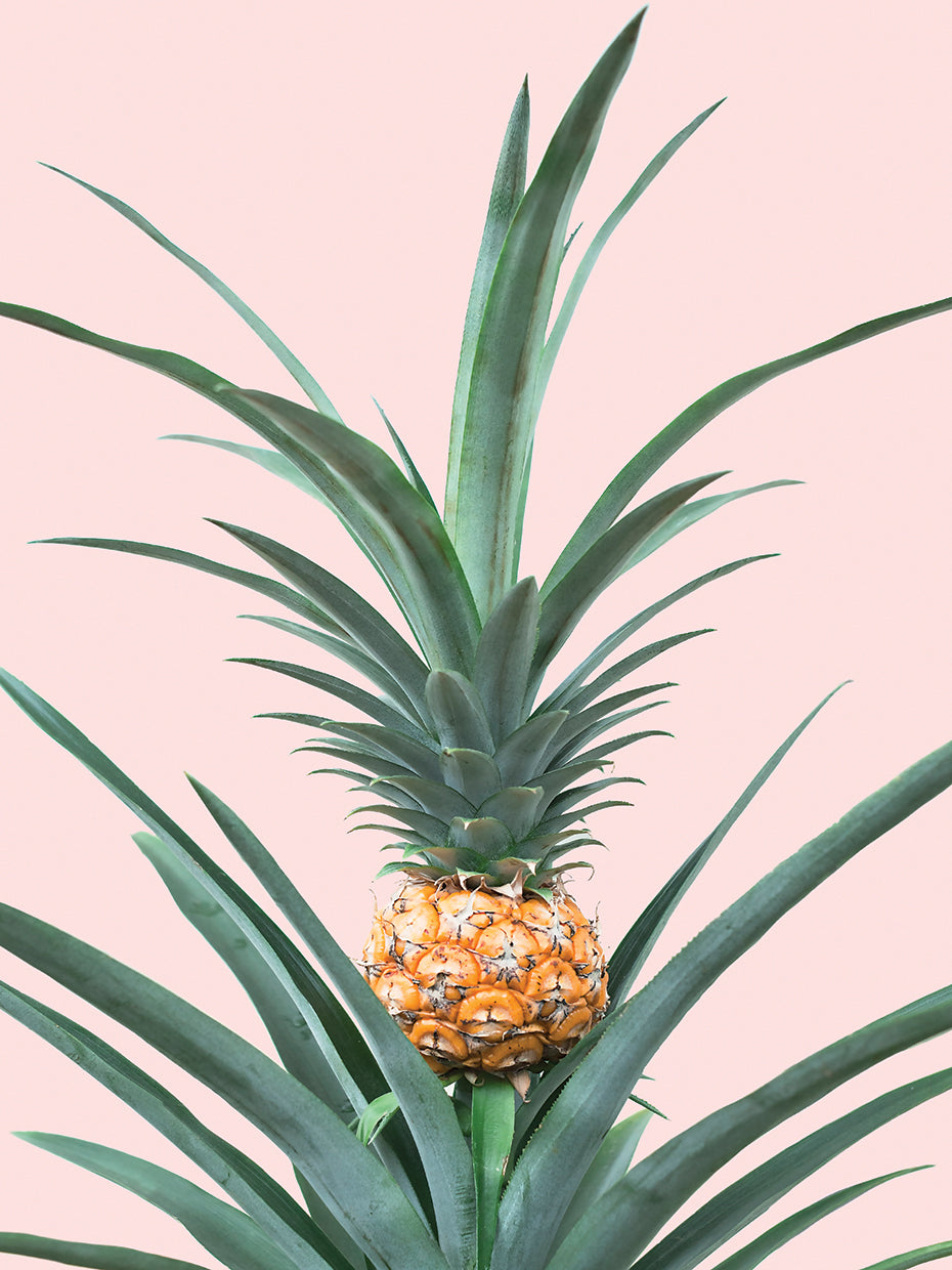 Baby Pineapple