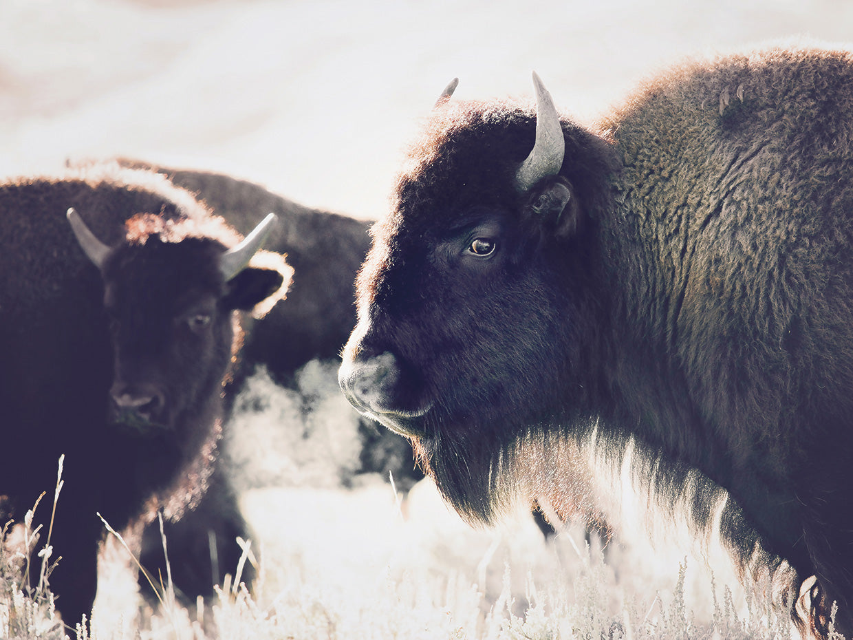 Bison