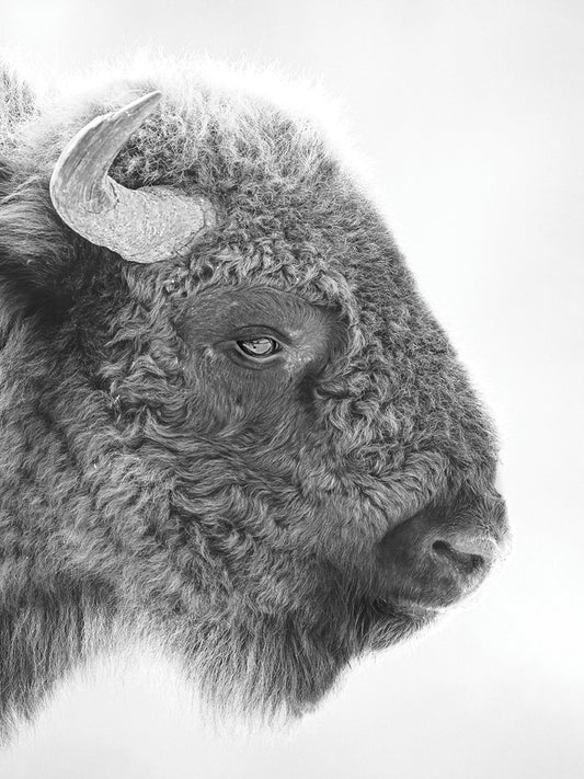 Bison Head Canvas Print