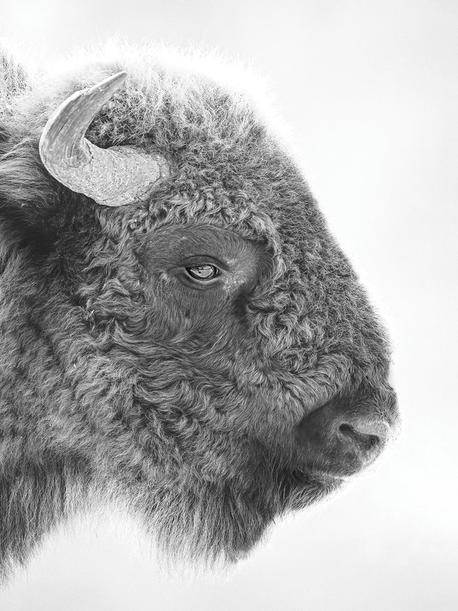 Bison Head