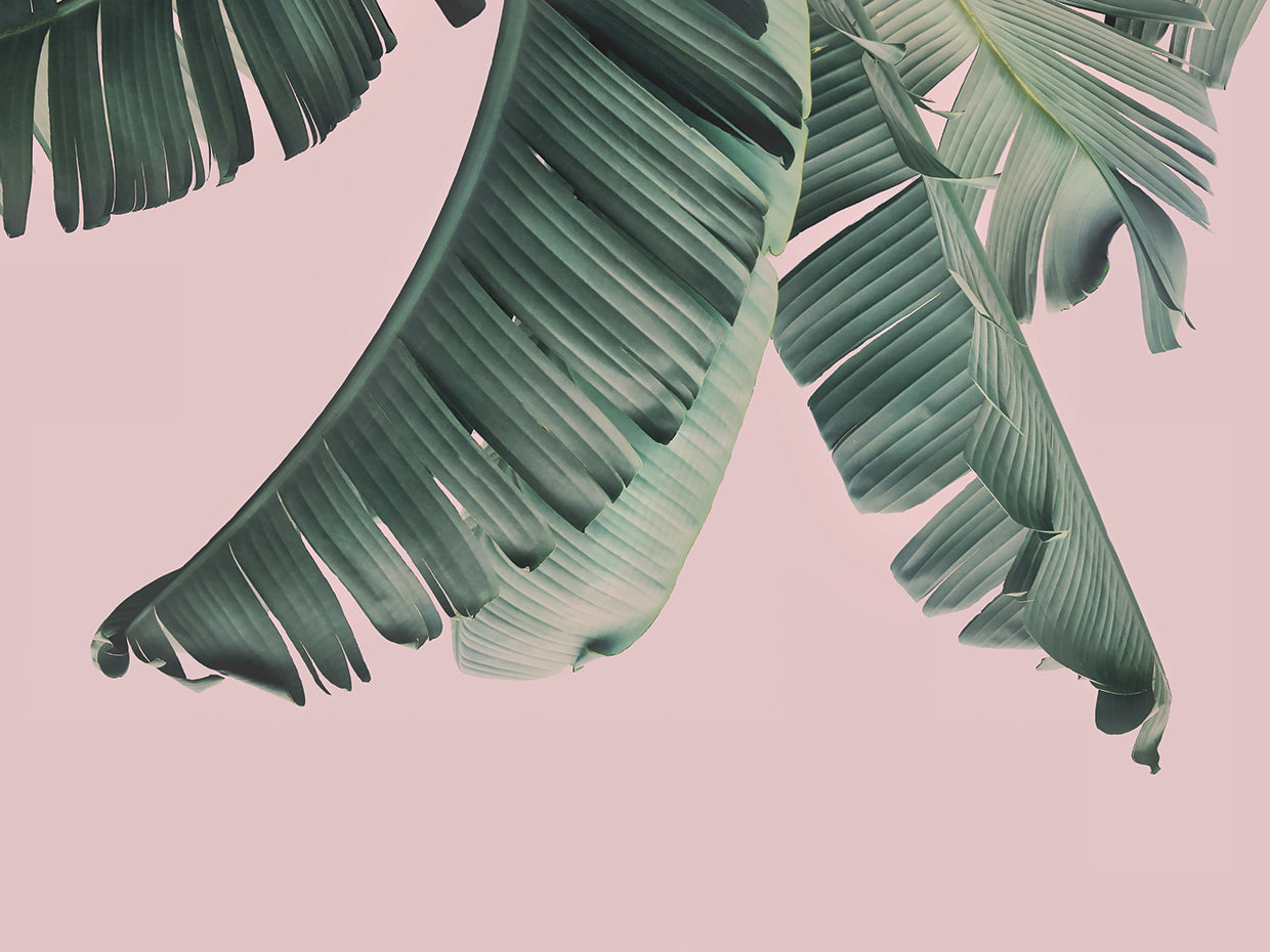Blush Banana