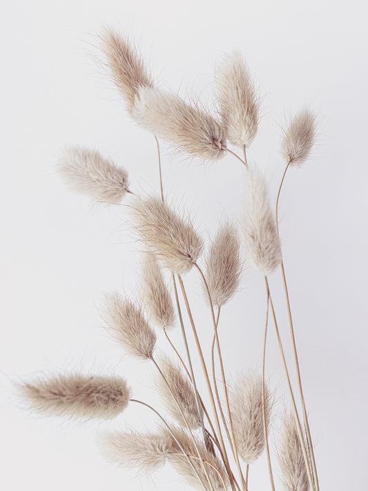Bunny Tails Canvas Print