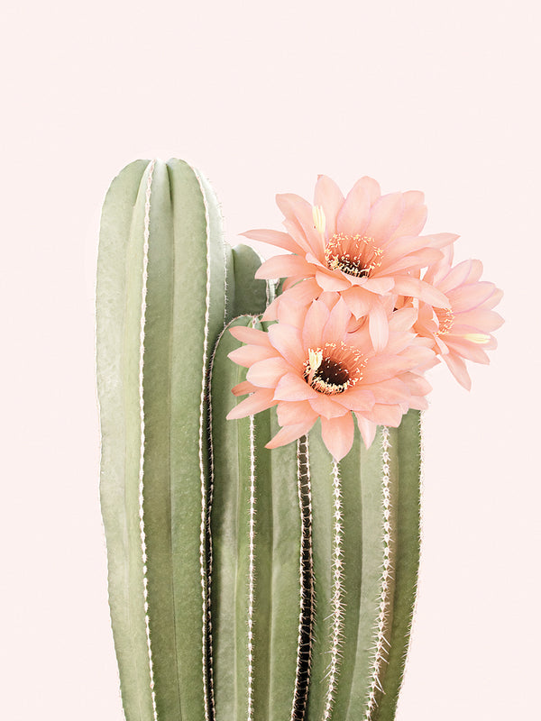 Botanical Calm Wall Art