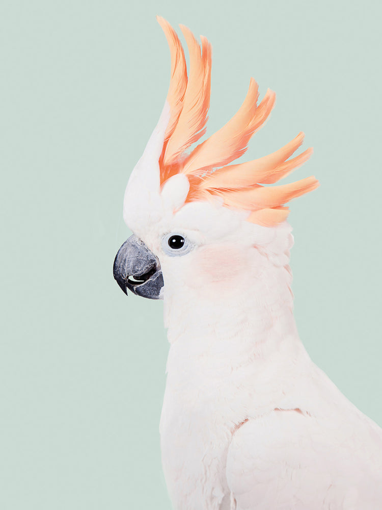 Cockatoo