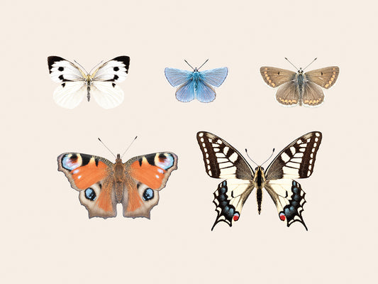 English Butterflies Canvas Print