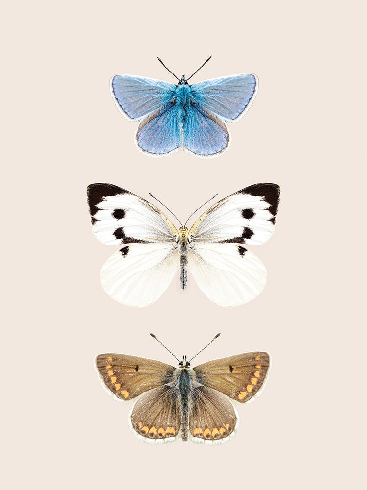 English Butterlies 2