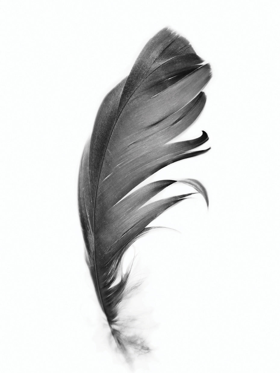 Feather