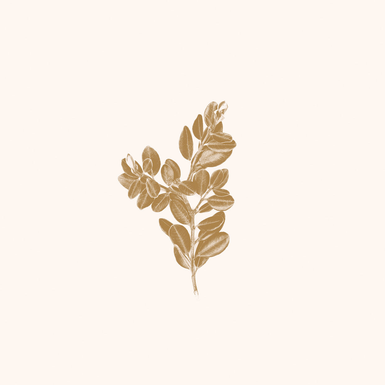 Golden Botanic