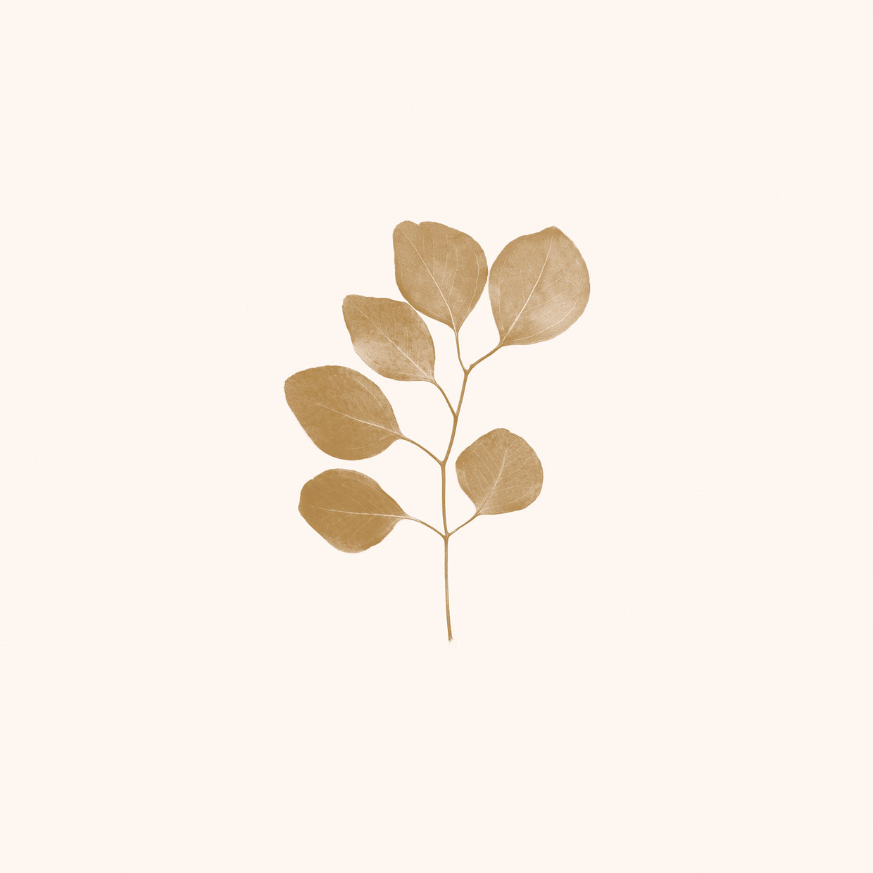 Golden Eucalyptus