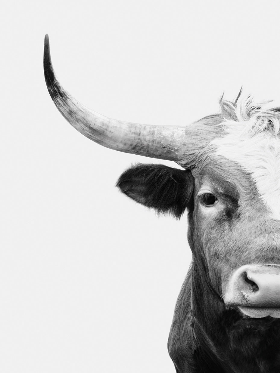 Longhorn