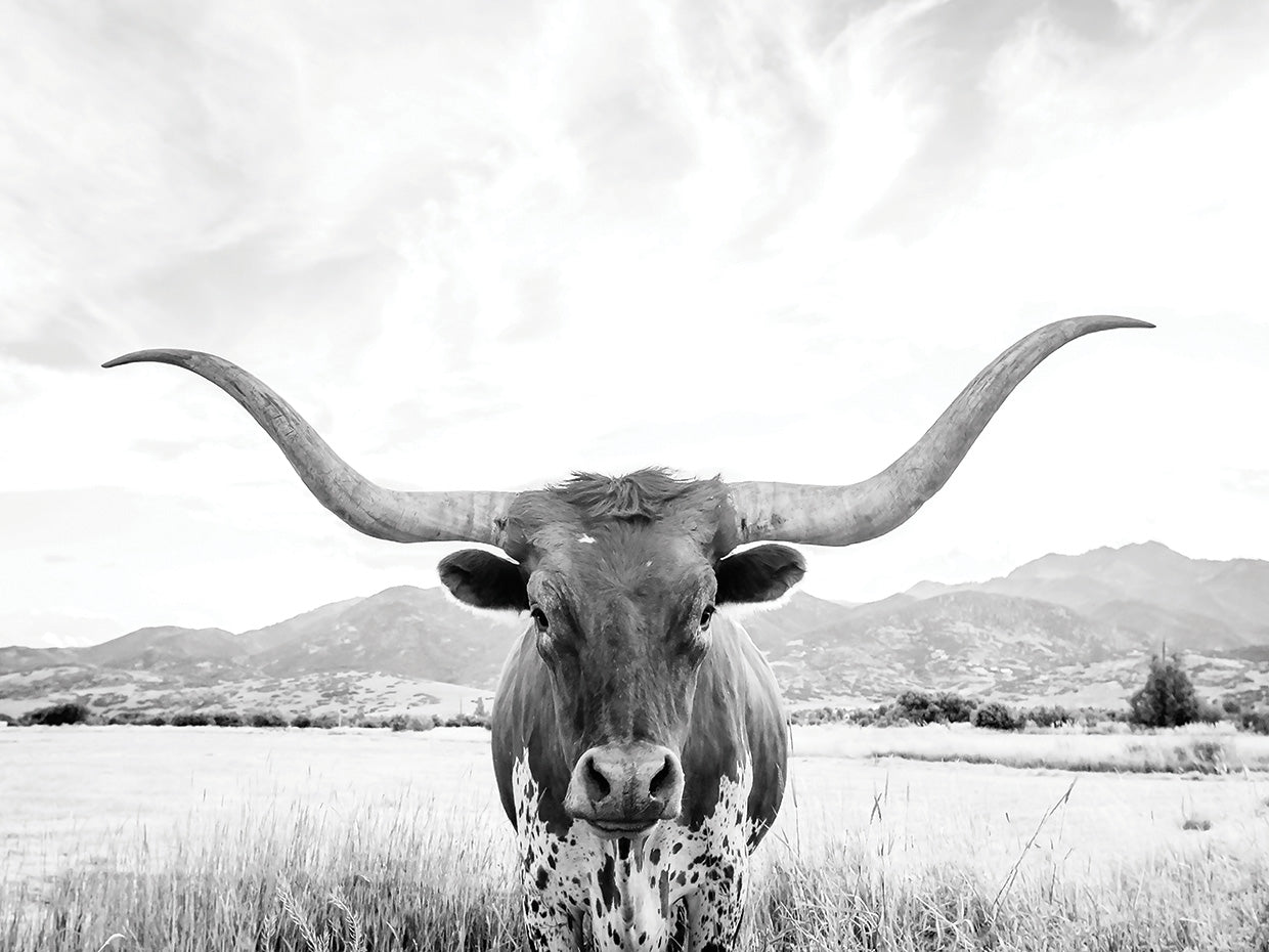 Longhorn BW