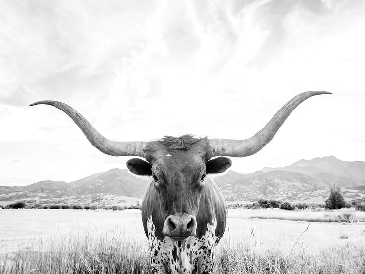 Longhorn BW
