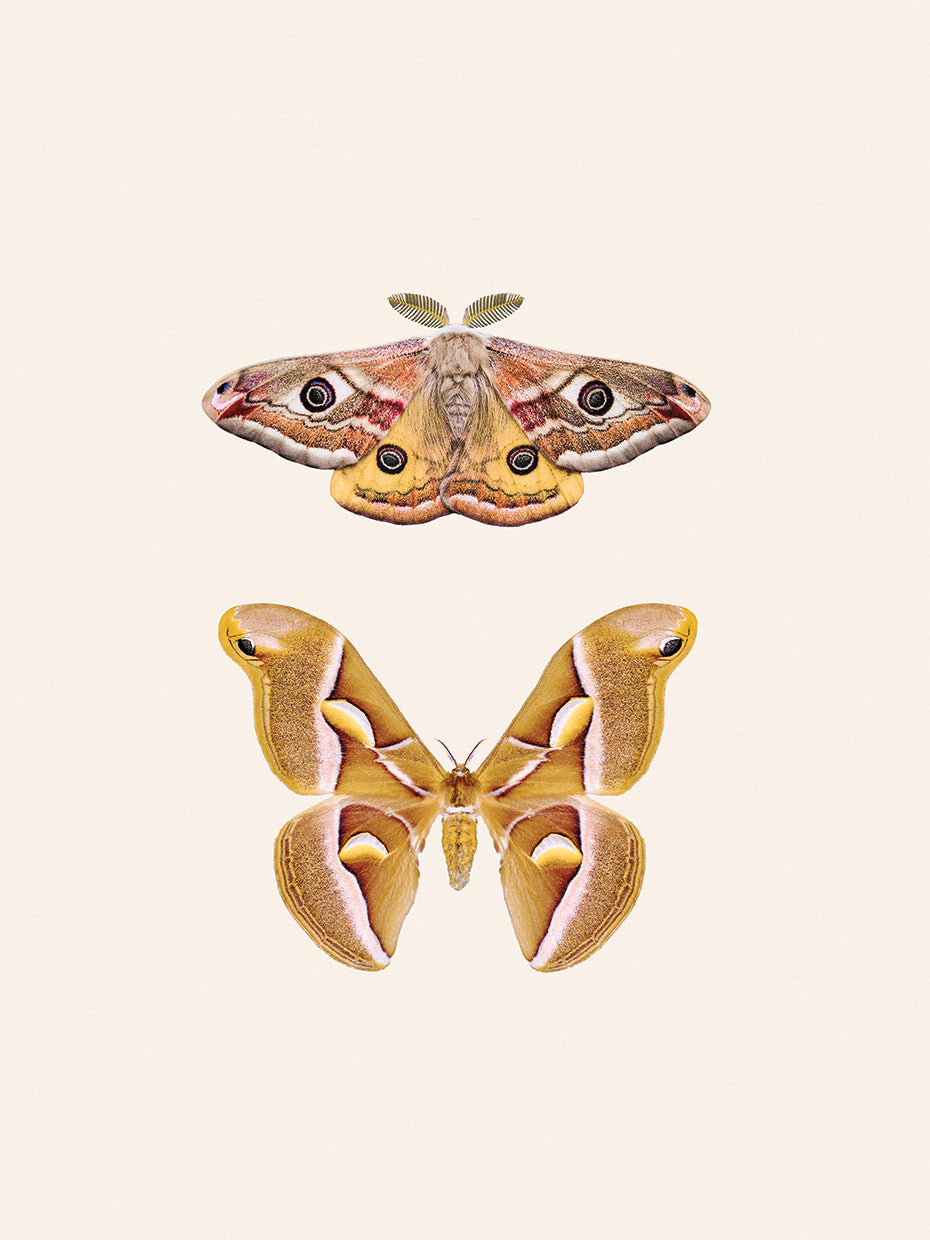 Moths
