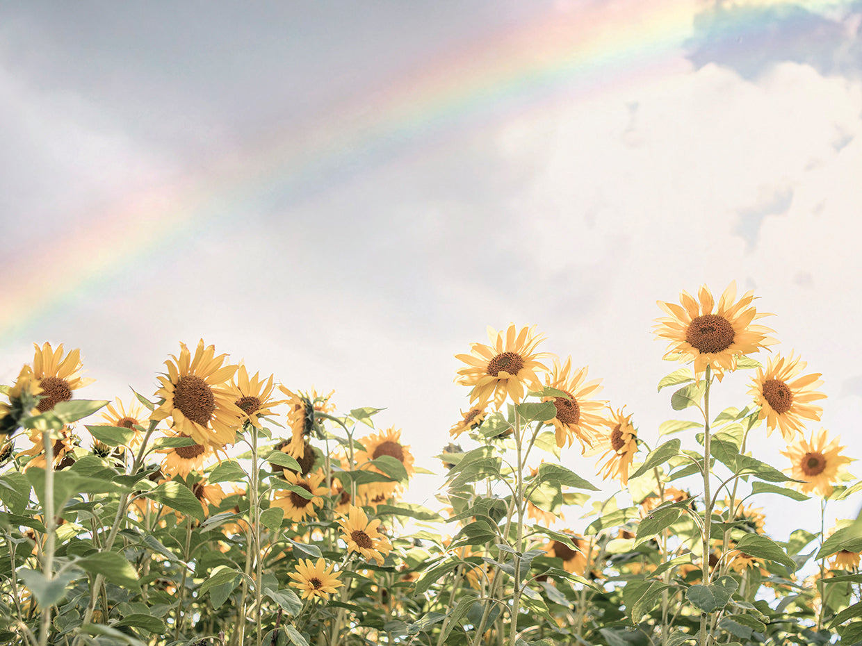 Over the rainbow