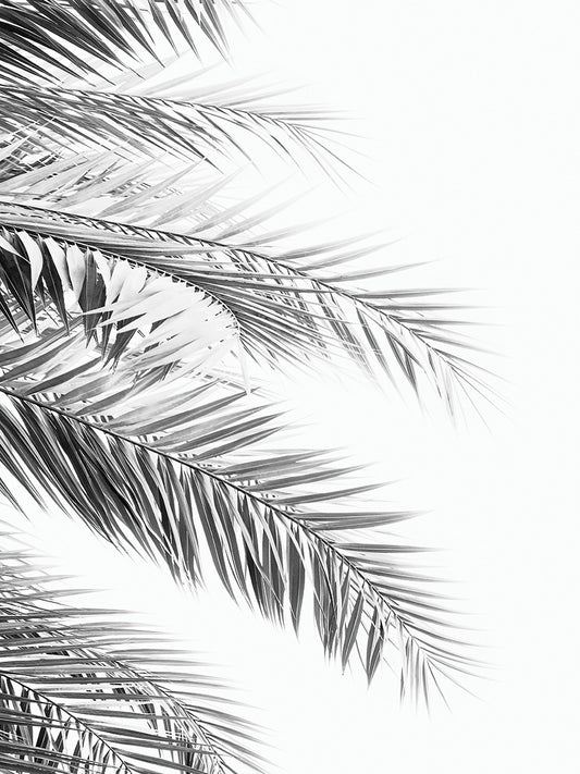 Palm Leaf BW Canvas Print