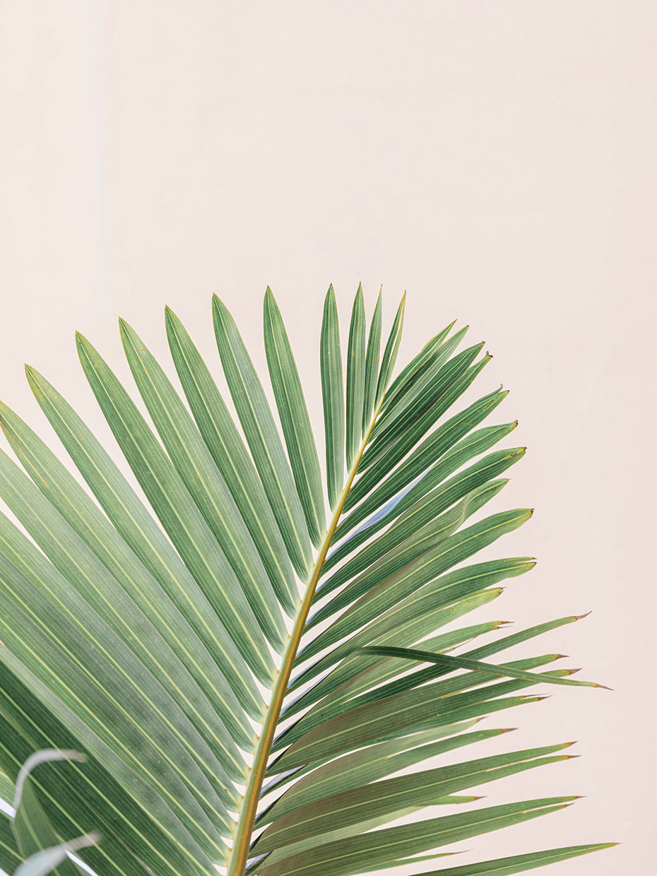 Palm Leaf In Spain