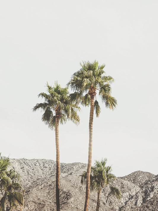 Palm Springs Palms