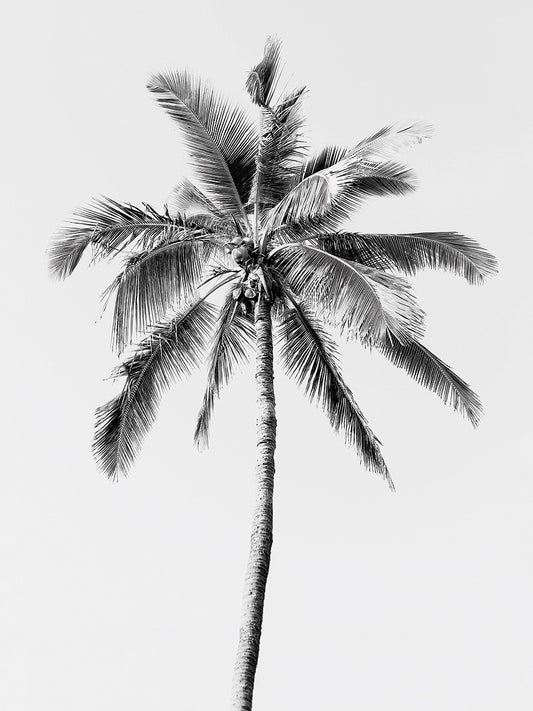 Palm Tree BW Canvas Print