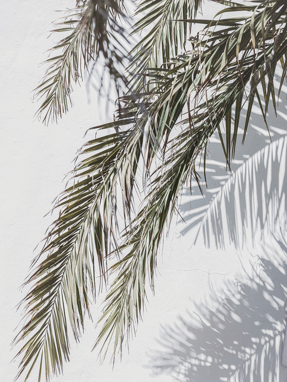 Palms and shadows