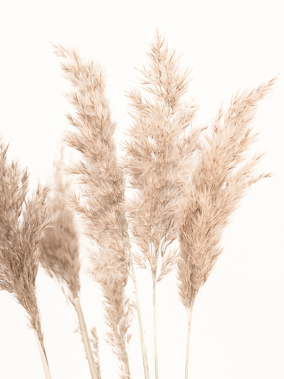 Pampas Grass