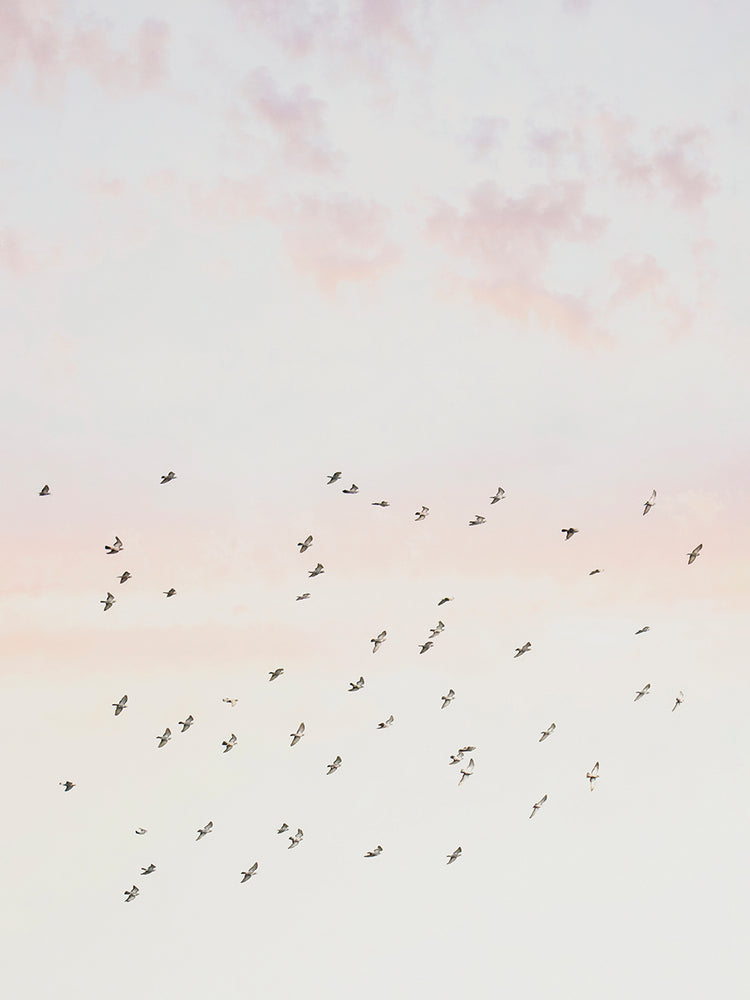Pastel Sky flight