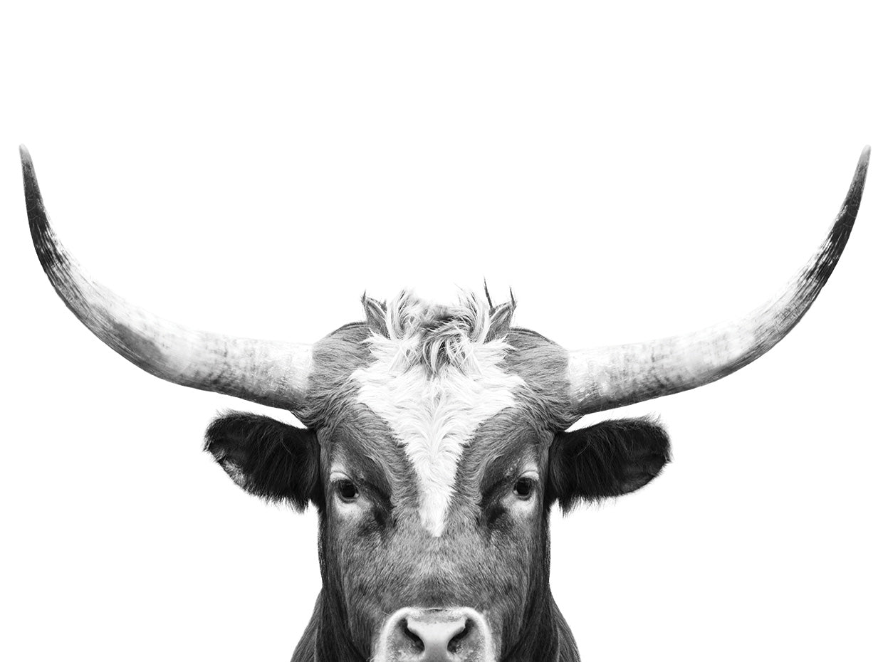 Peeking Longhorn