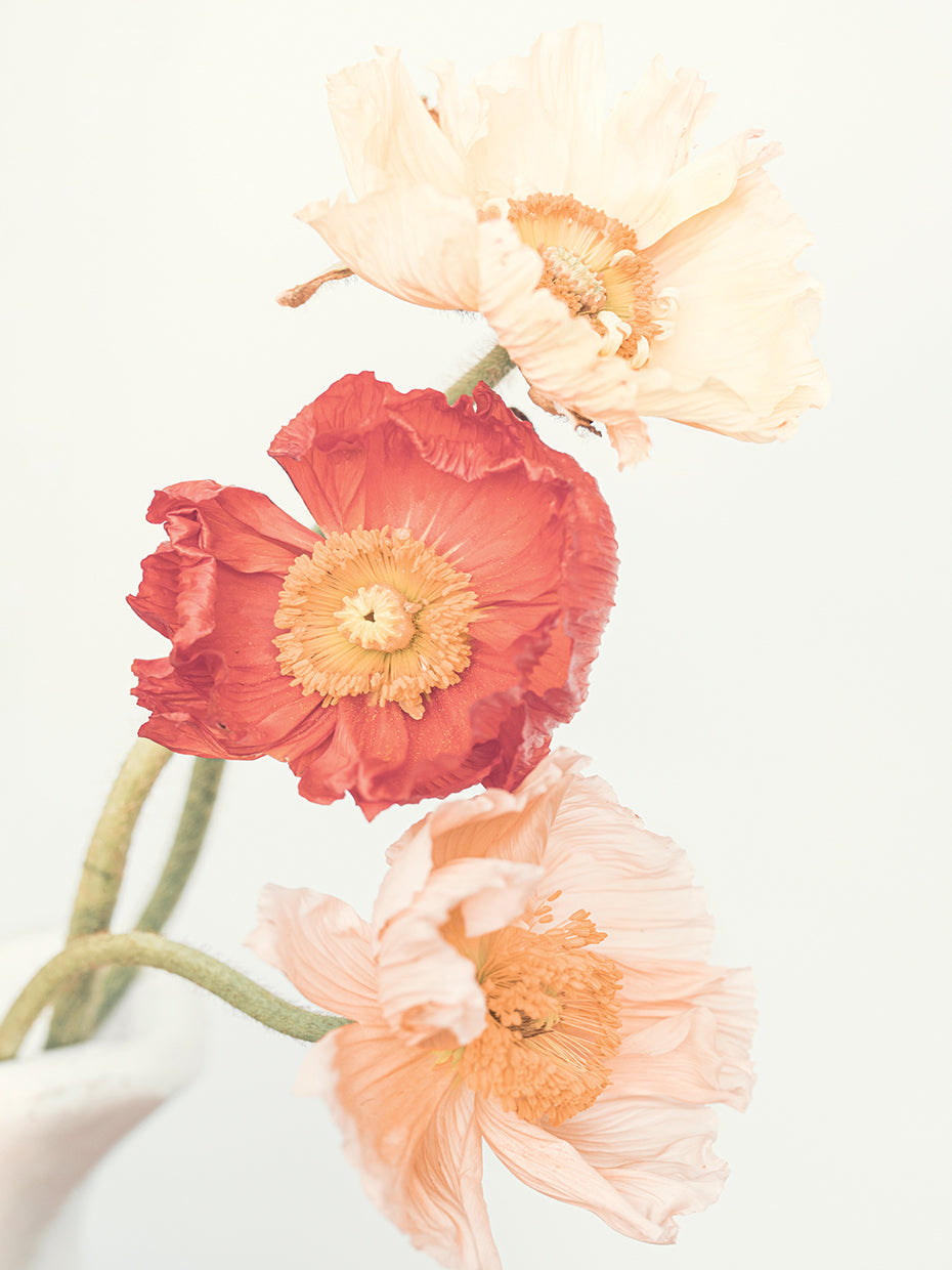 POPPY