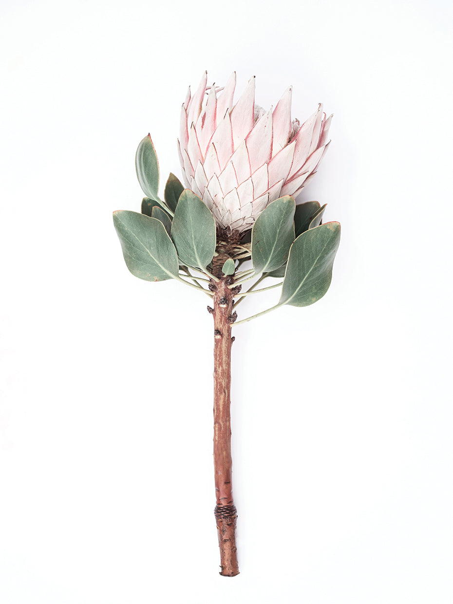 Protea Flower