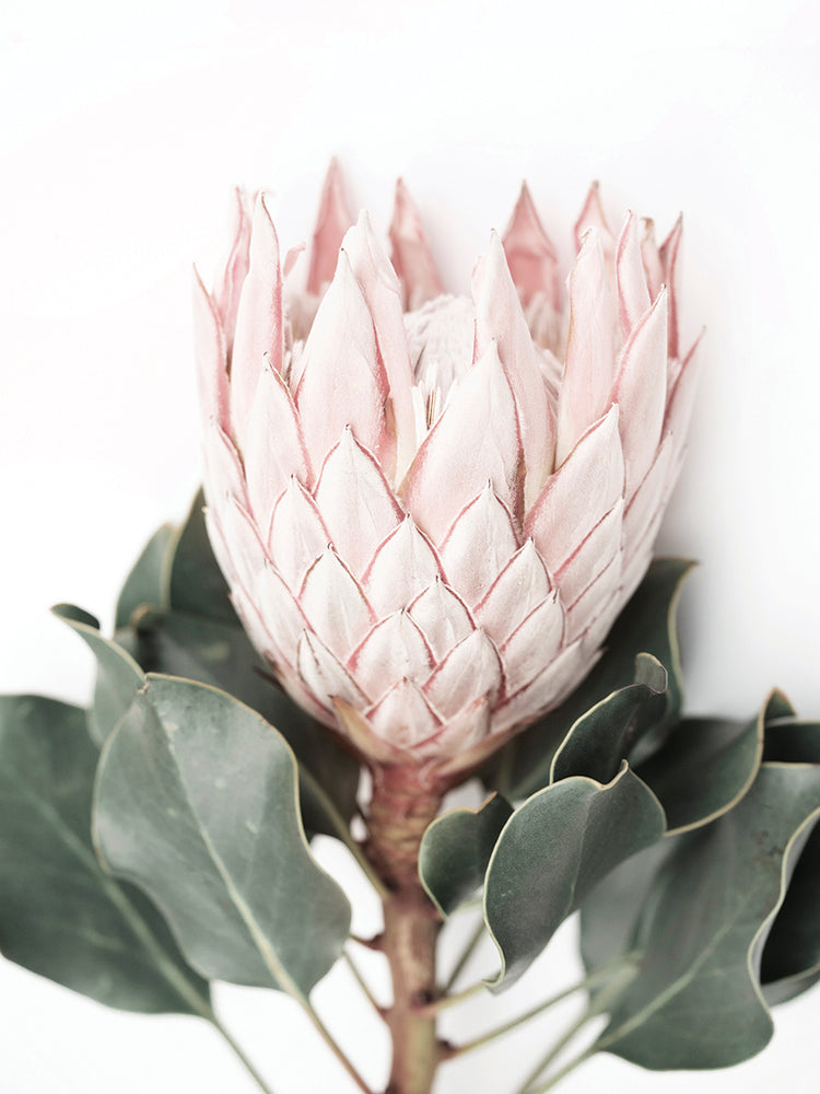 Protea Flower 2