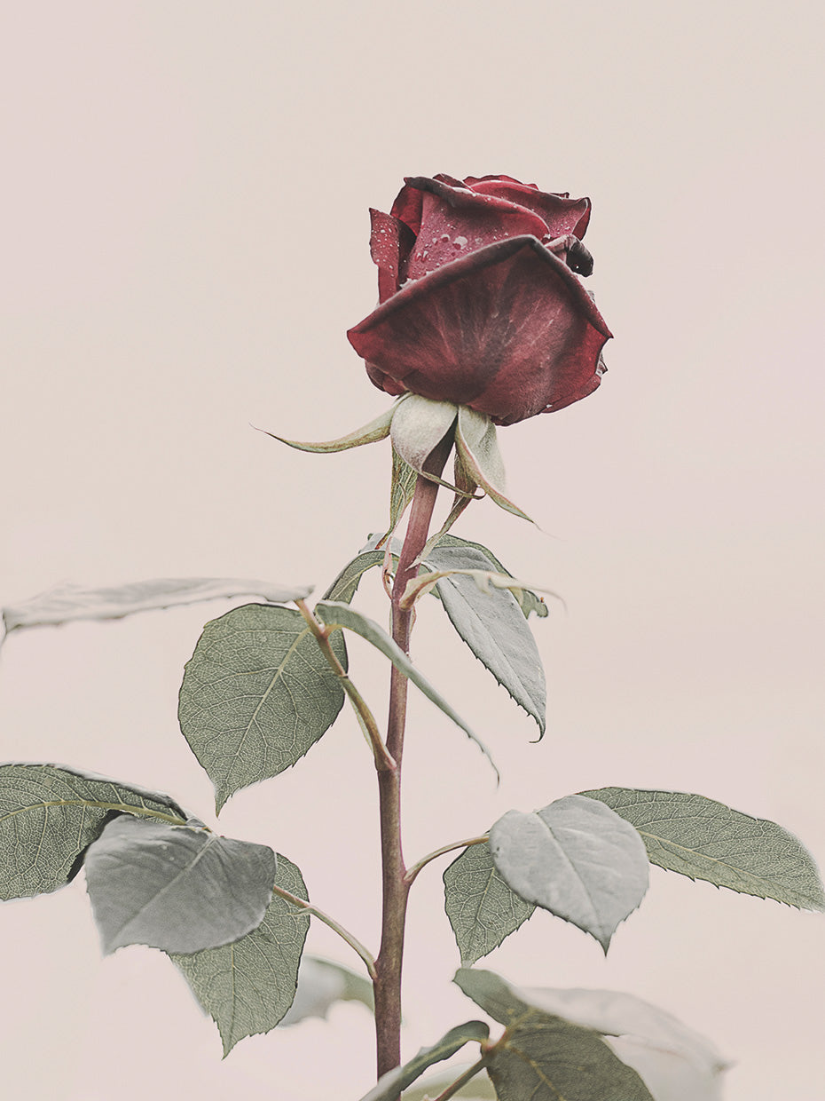 Red Rose