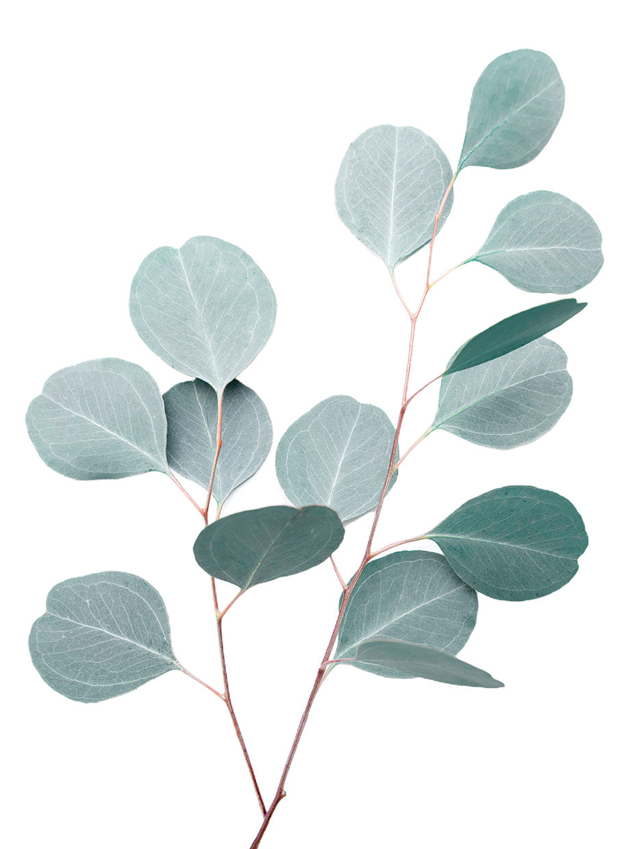 Silver Leaf
