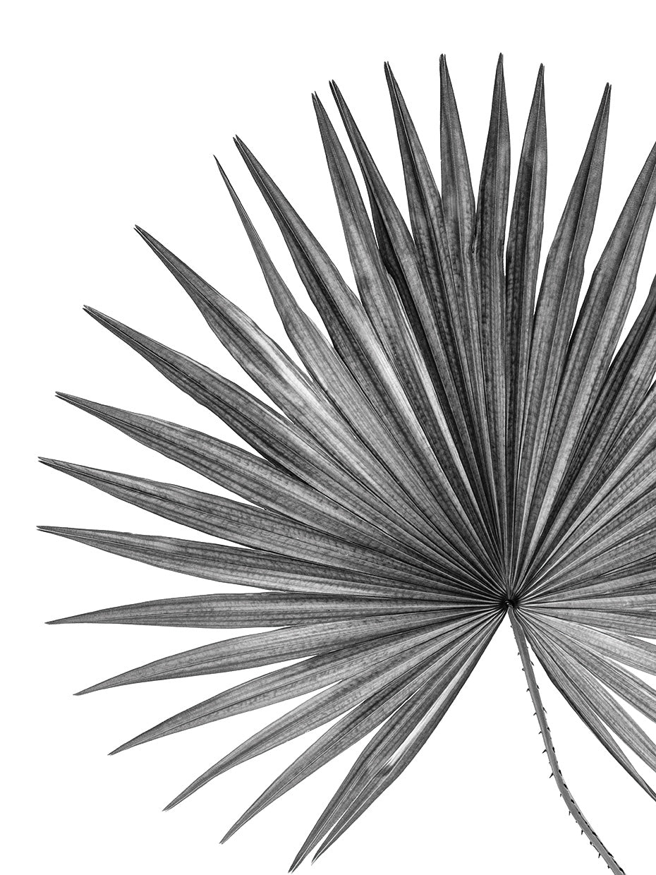 Spikey Leaf
