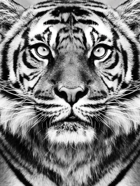 Tiger BW Canvas Print