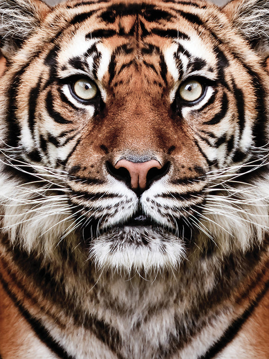 Tiger Color Canvas Print