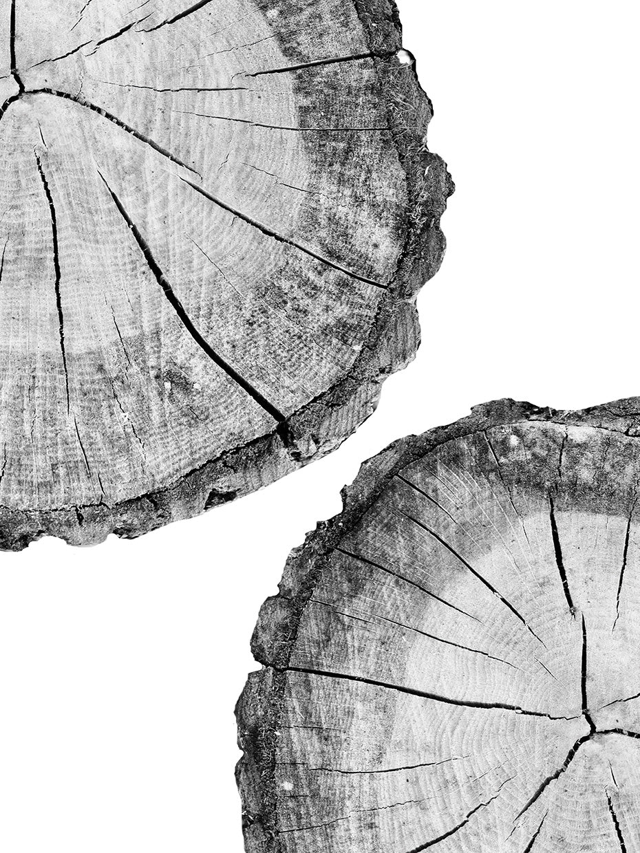 Wood Slice Wall Art by Sisi & Seb | Fine Art Canvas