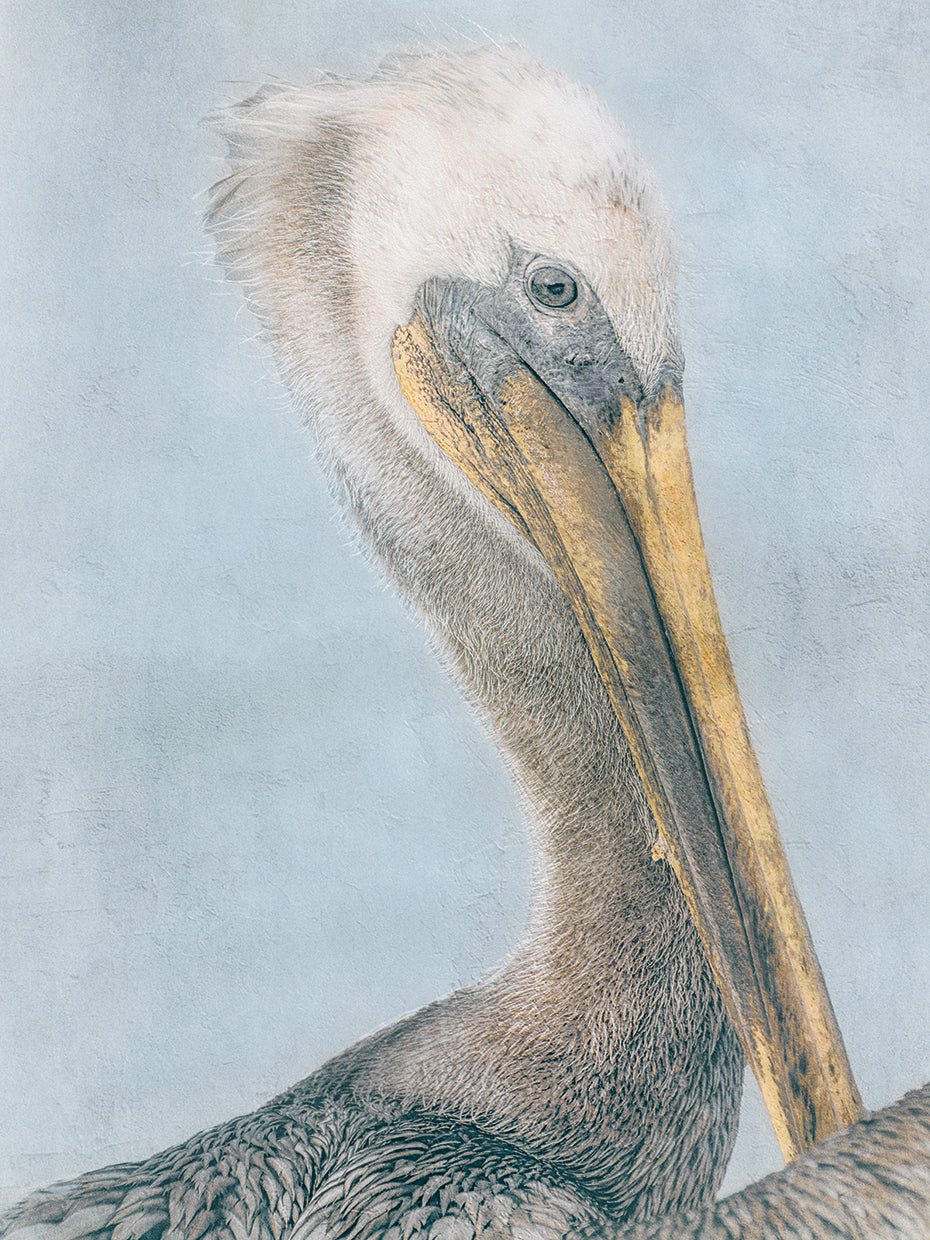 Long Beak Bird I