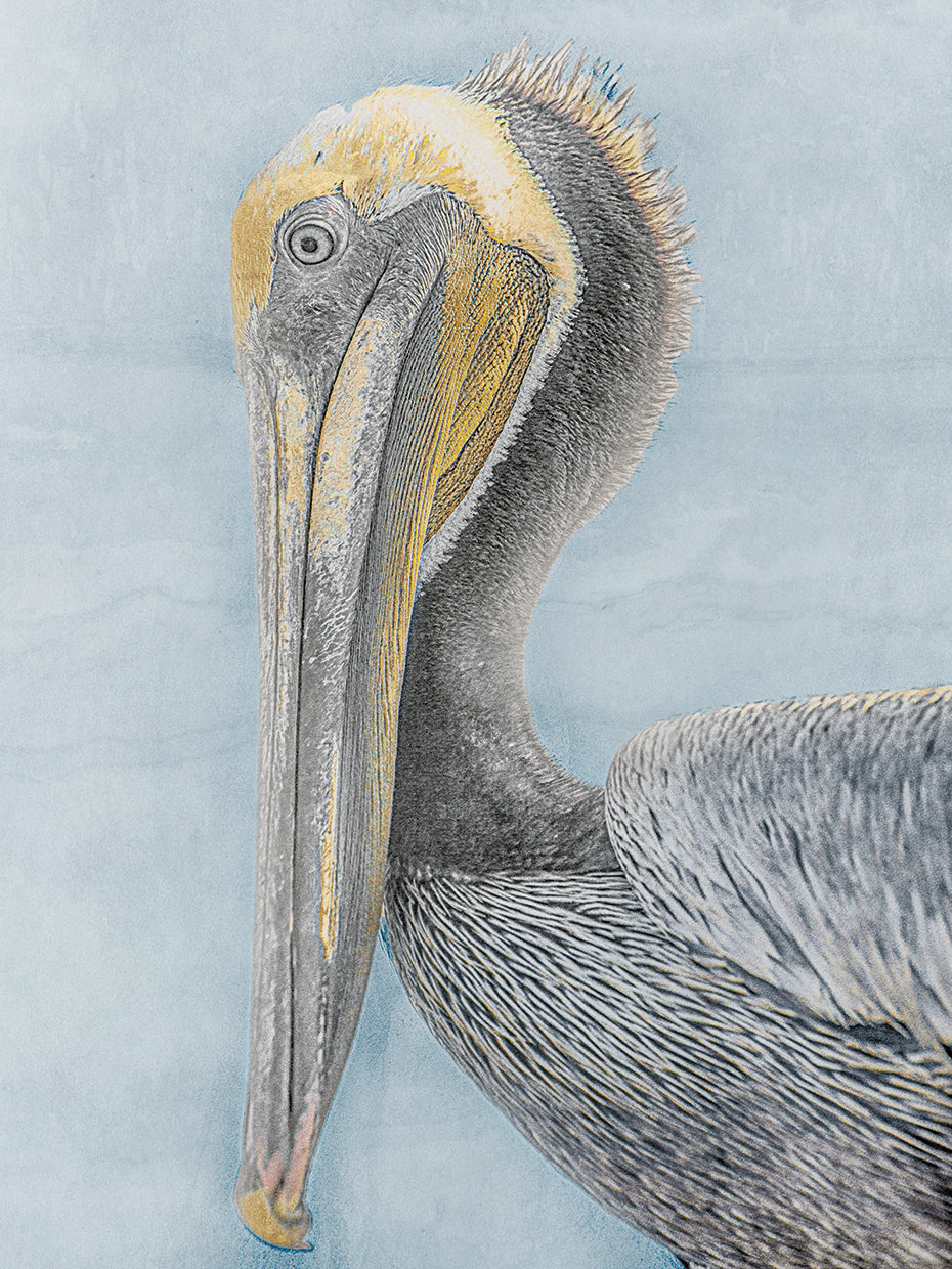 Long Beak Bird II