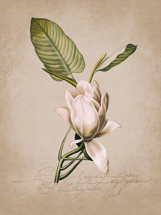 Magnolia Nostalgia I Canvas Print