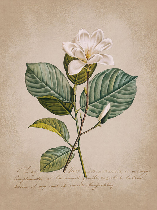 Magnolia Nostalgia III