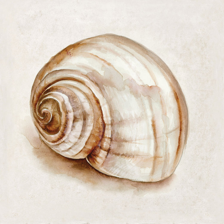 Pink Vintage Shell II