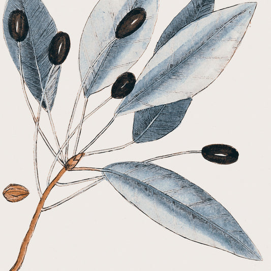 Vintage Blue Botanical III Canvas Print