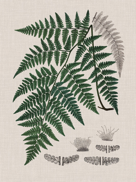 Vintage Botany Fern I