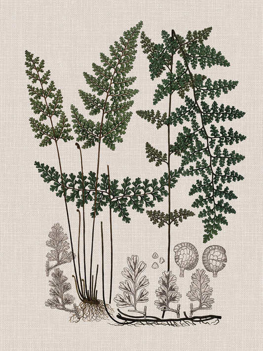 Vintage Botany Fern II
