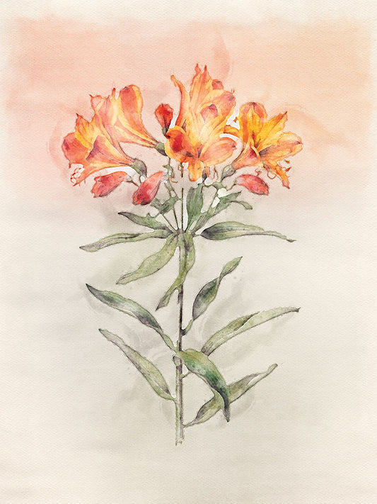 Watercolour Lily Canvas Print