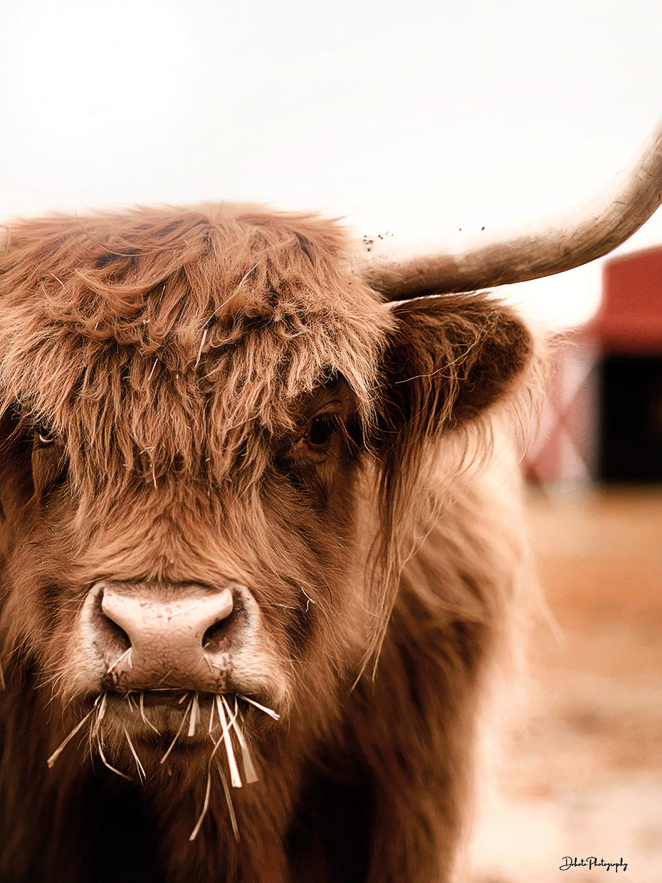 Hungry Highland II